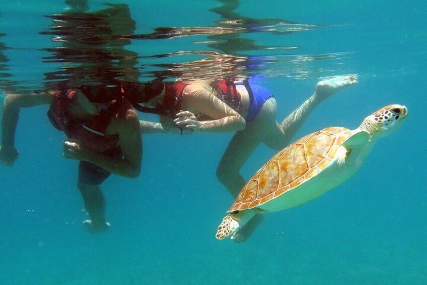 Kayak and Sea Turtle Snorkel with Beach Break