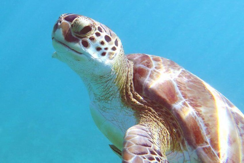 Kayak and Sea Turtle Snorkel with Beach Break