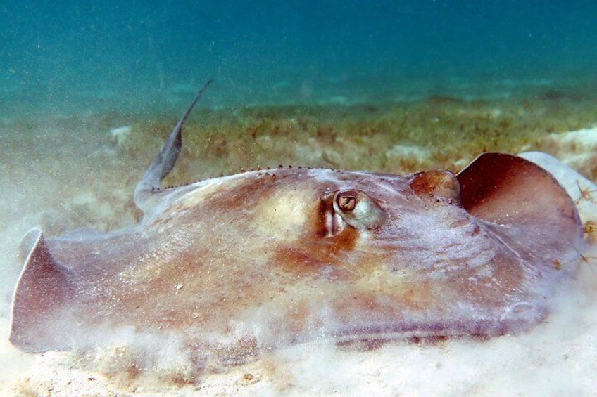 Kayak and Sea Turtle Snorkel with Beach Break