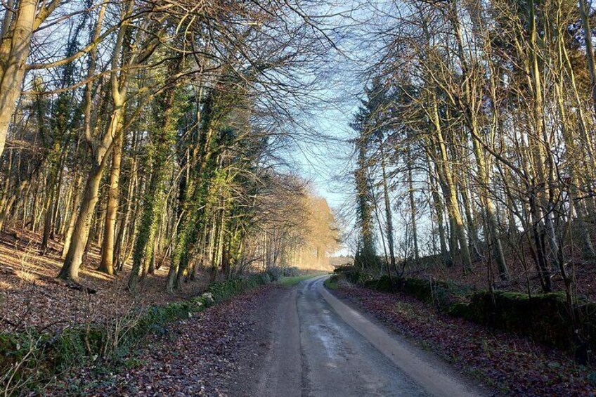 Road through the woods