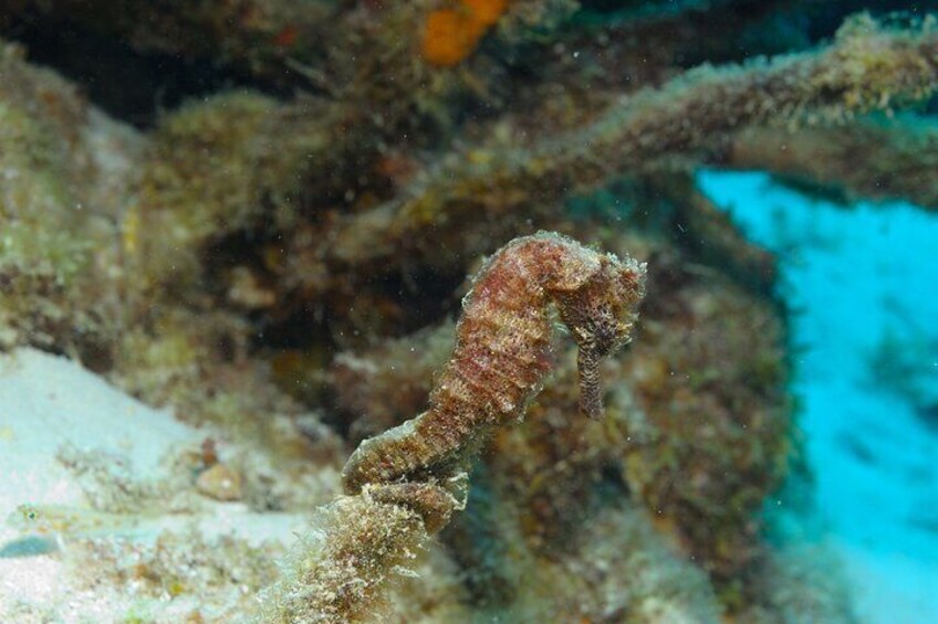 Seahorse adventure