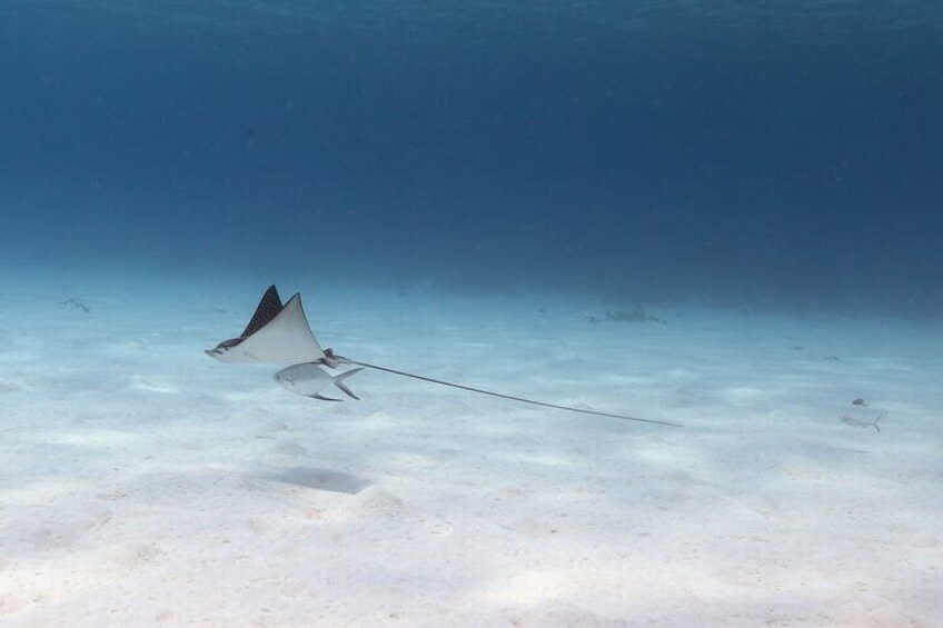 Eagle ray over the sand