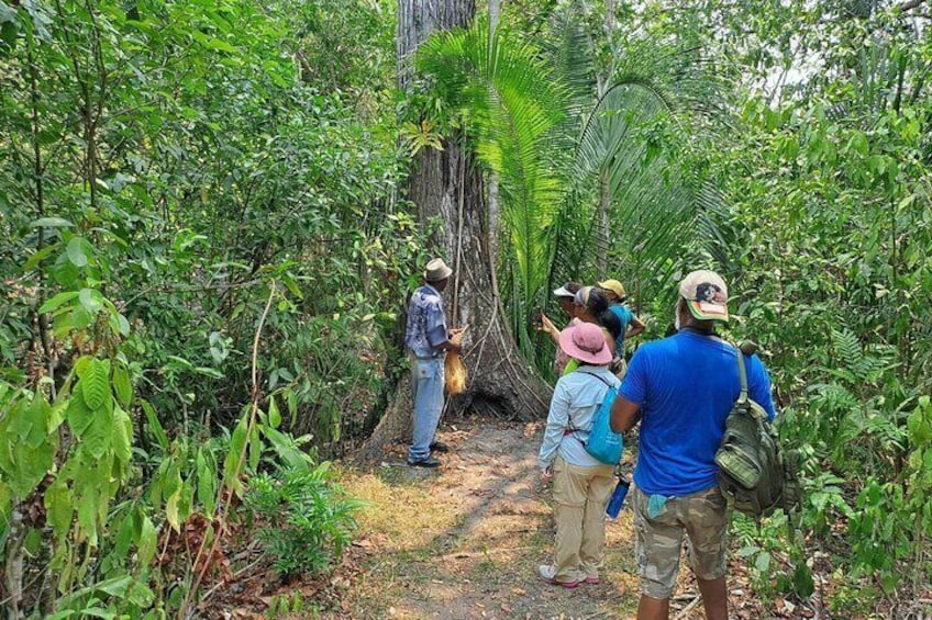 Howler Monkey Sanctuary Tour from Belize City