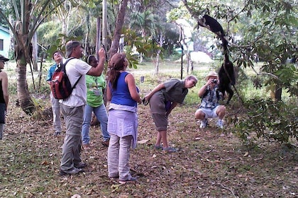 Howler Monkey Sanctuary Tour from Belize City