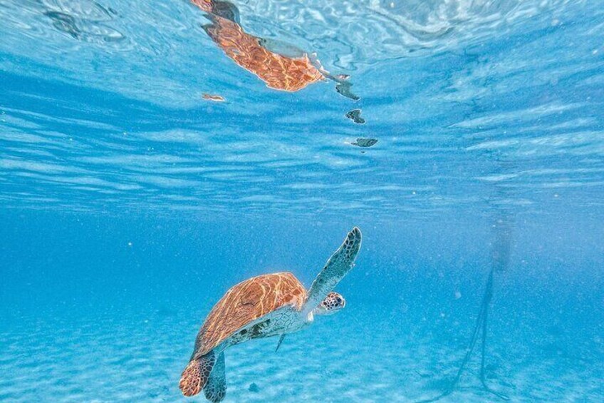 Swim with the turtles in their natural habitat