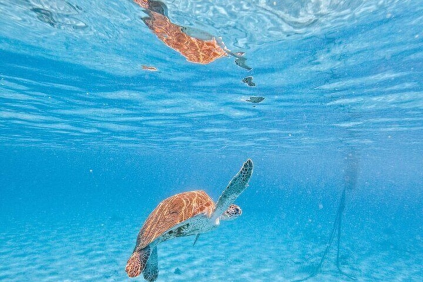Swim with the turtles in their natural habitat