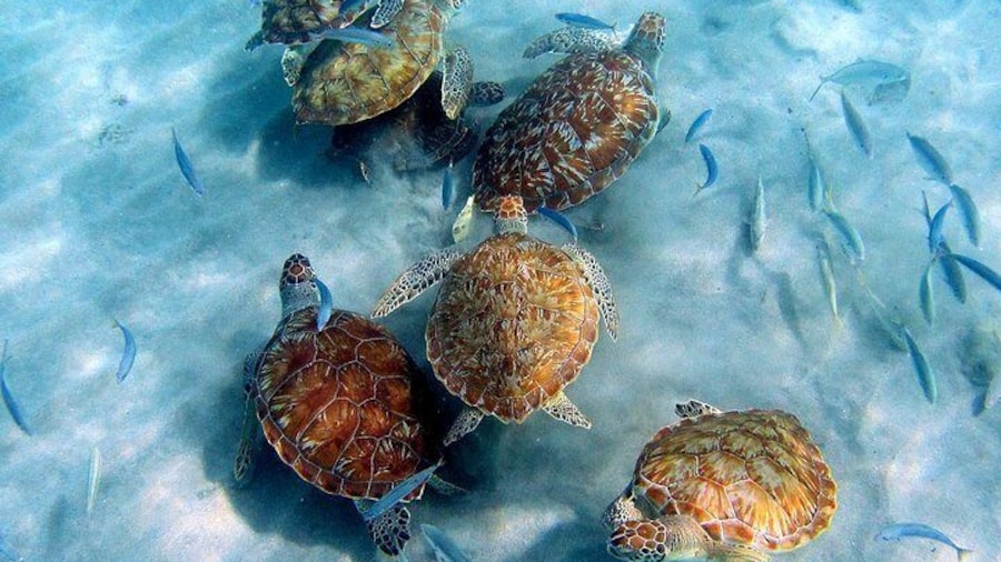 Snorkeling with turtles