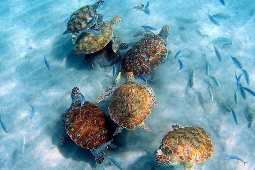 Snorkeling with turtles