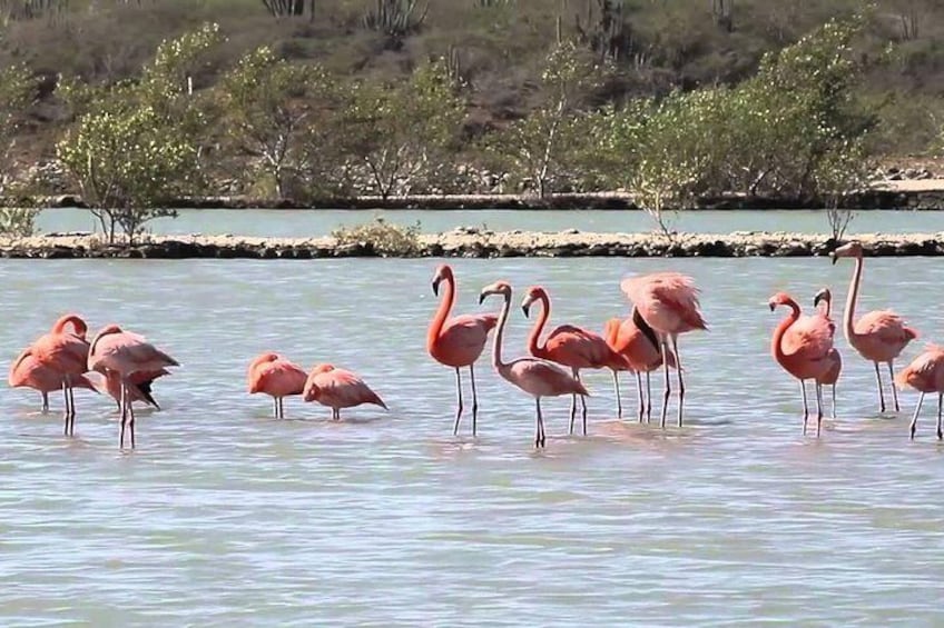 Flamingos at St. Willibrodus