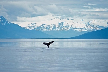 Avistamiento de ballenas de la fauna de Juneau