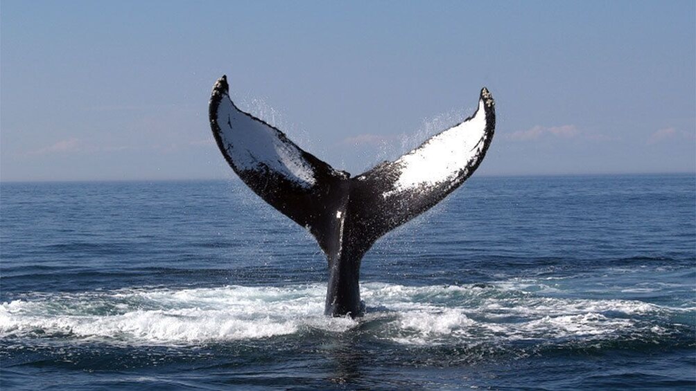 Humpback Whale tail emerging from the water in Boston