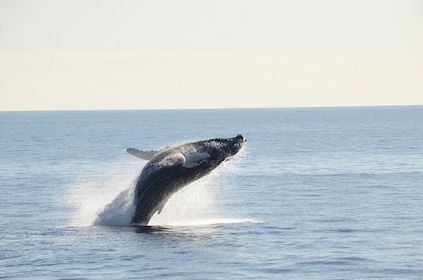 Crucero de avistamiento de ballenas en el acuario de Nueva Inglaterra en el...