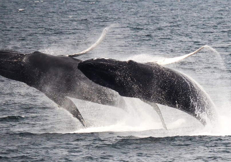 Boston Harbor New England Aquarium Whale-Watching Cruise