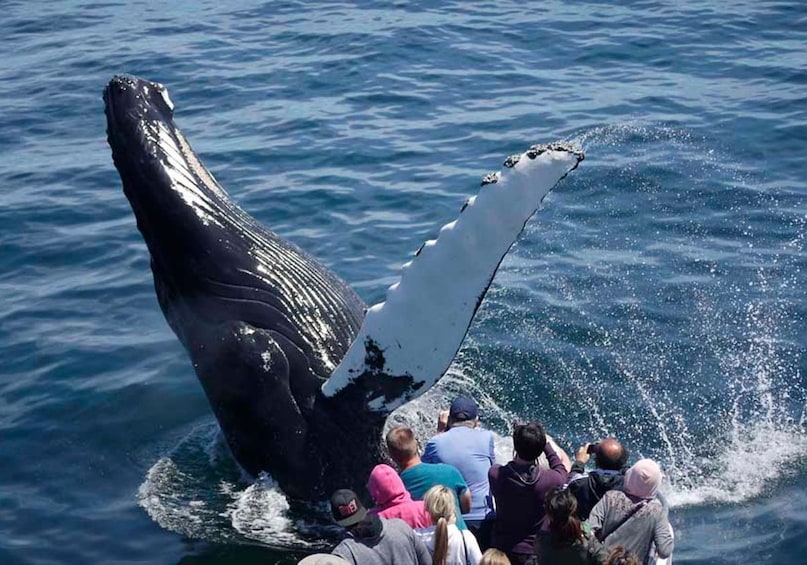 Boston Harbor New England Aquarium Whale-Watching Cruise
