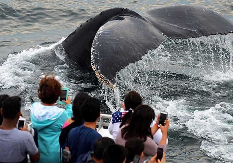 Boston Harbor New England Aquarium Whale-Watching Cruise