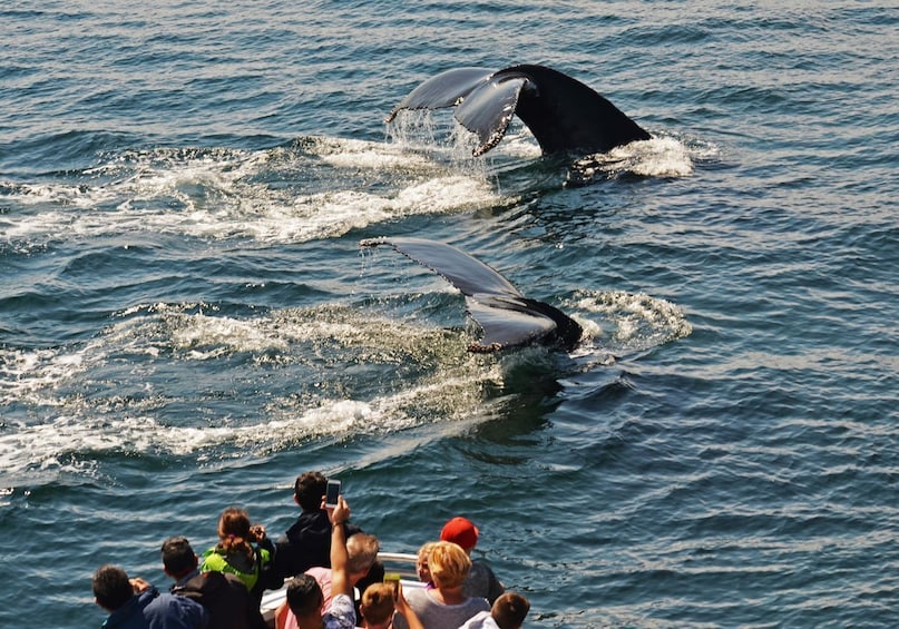 Boston Harbor New England Aquarium Whale-Watching Cruise