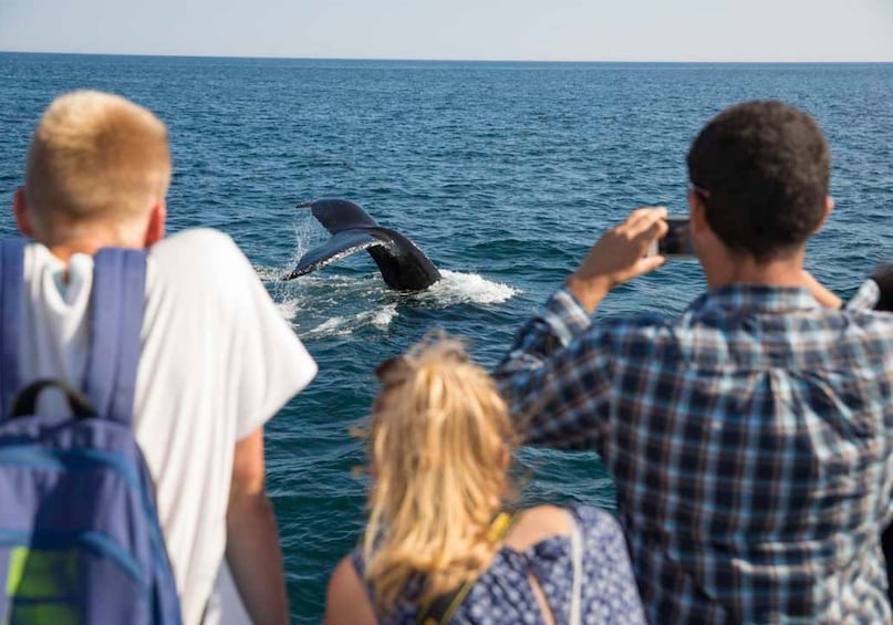 Boston Harbor New England Aquarium Whale-Watching Cruise