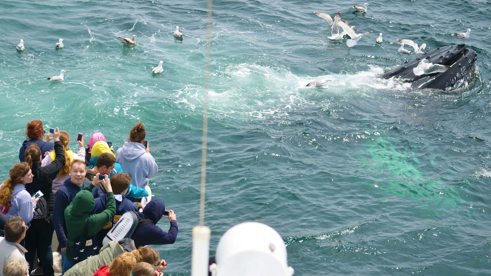 Whale surfacing next passengers on a whale watching cruise in Boston