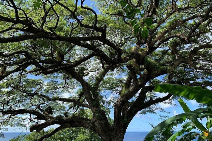 St. Kitts Rainforest Tour