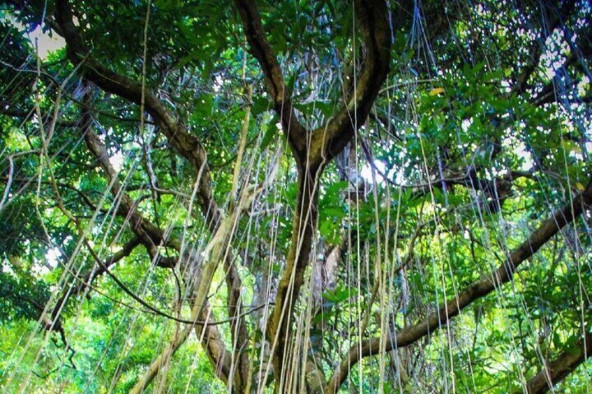 St. Kitts Rainforest Tour