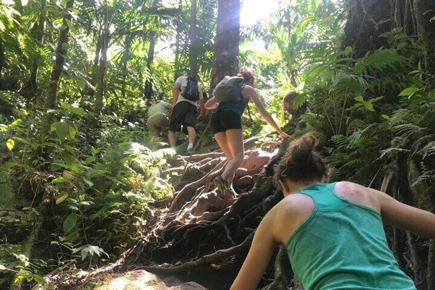 Hiking Mount Liamuiga Volcano in St Kitts