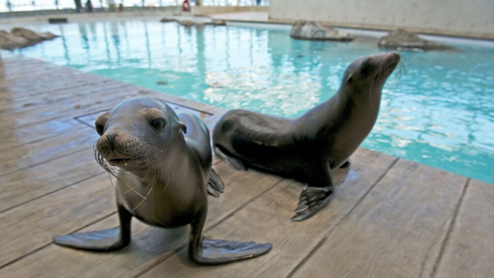 Indlæs billede 3 af 10. Pair of seals at the New England Aquarium in Boston