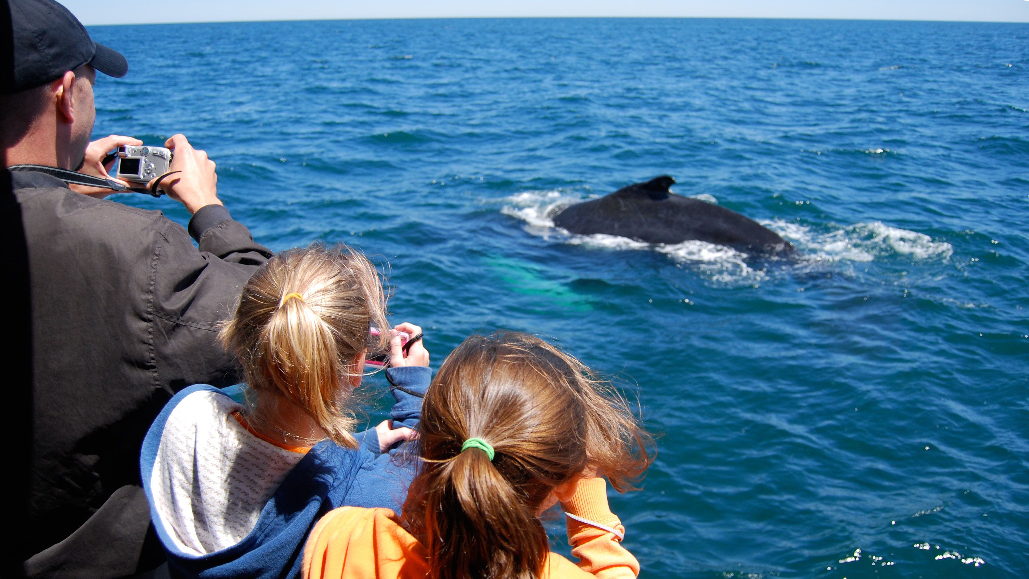 new england aquarium whale watch coupon