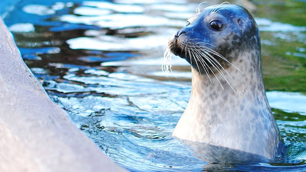 Go Boston All-Inclusive: 40+ Attractions & Tours on 1 Pass