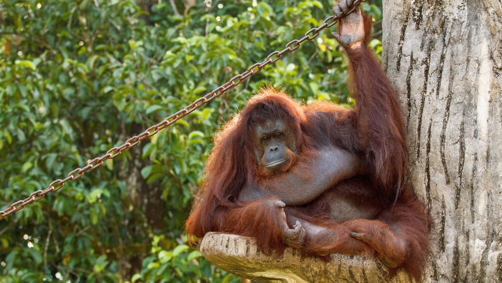 正在顯示第 2 張相片,共 4 張。 an orangutan in a tree in penang