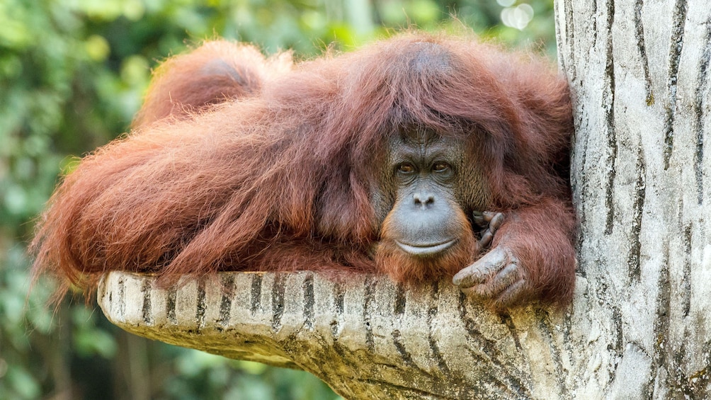 正在顯示第 1 張相片,共 4 張。 an orangutan resting in a tree in penang