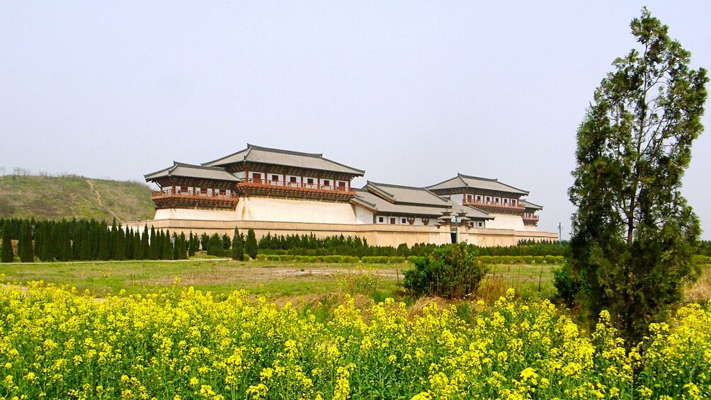 flower field in xian