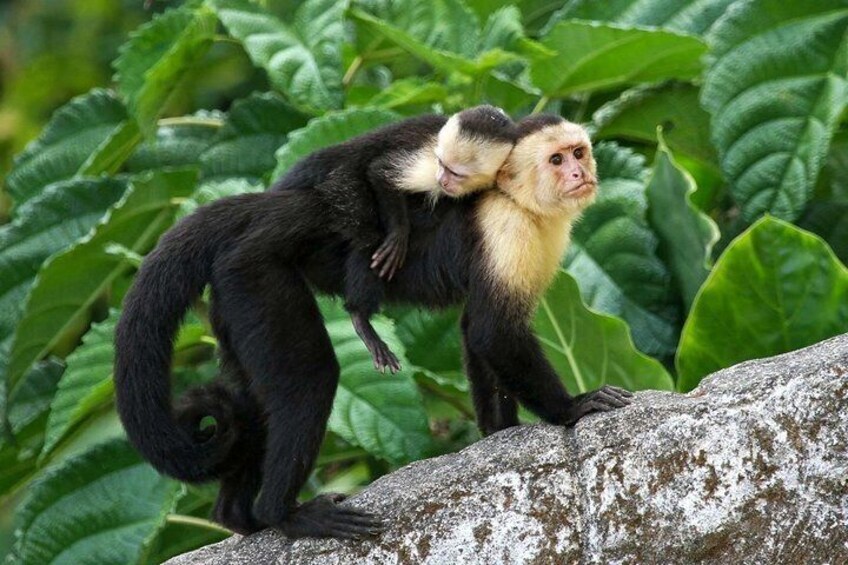 Best of Roatan: ATV Adventure or BUGGY BLAST(Sloths & Beach Optional)