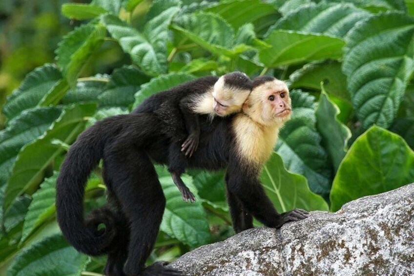 Private Island Tour: Sloths Hangout, ATV/BUGGY Adventure, Private Beach Resort