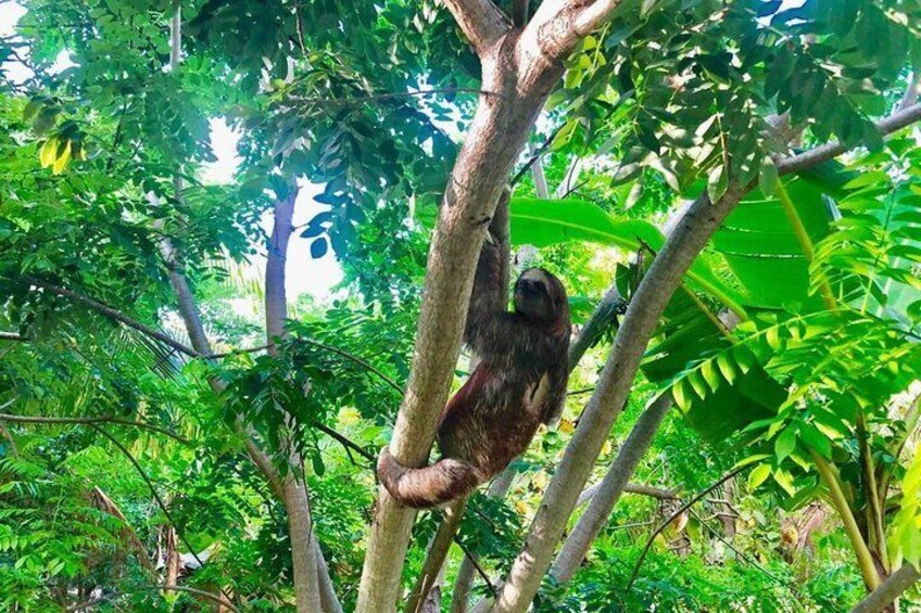 Sloth on Trumpet Tree