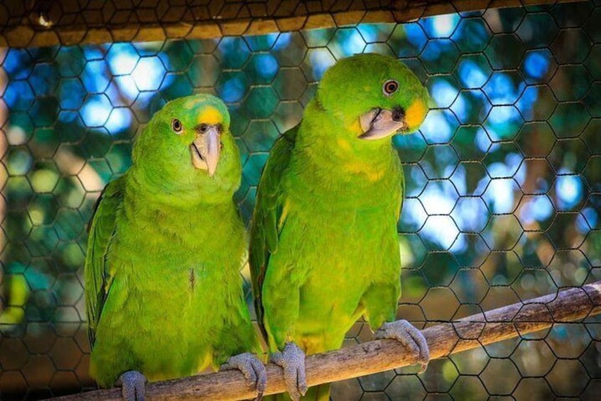 Tamed Pair of Parrots 