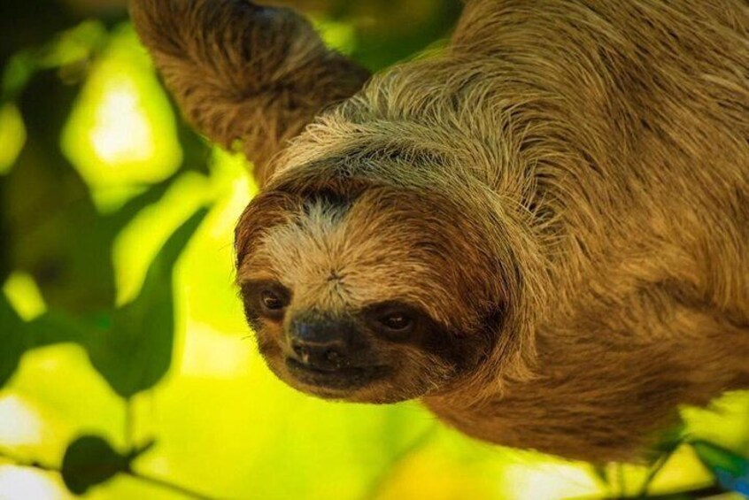 Hello, I Am Sloth - Howdy?