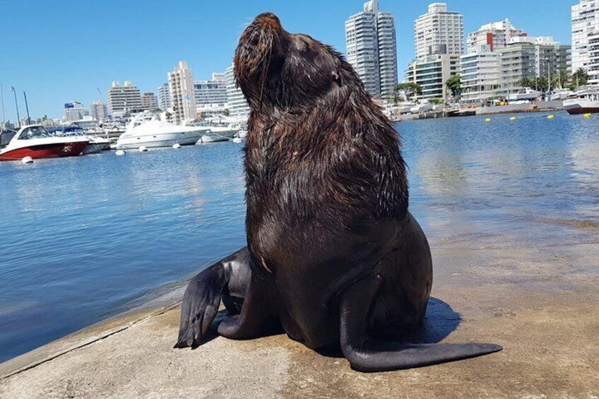 Full Day Punta del Este 