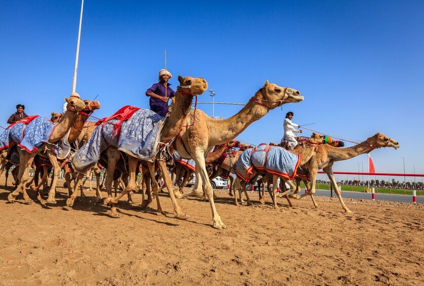 Al Ain Full Day Multilingual Tour from Abu Dhabi - Gray Line