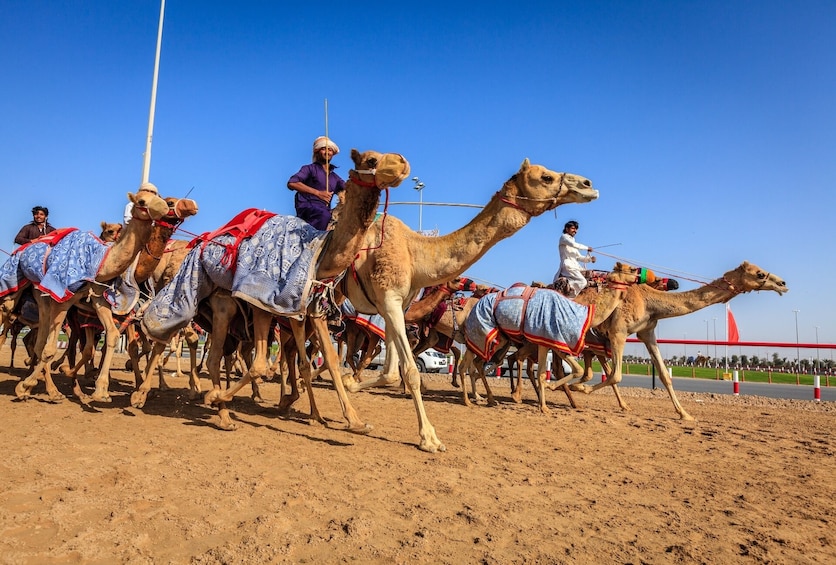 Al Ain Full Day Multilingual Tour from Abu Dhabi - Gray Line