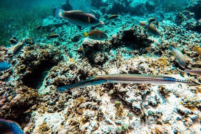 Snorkel Area