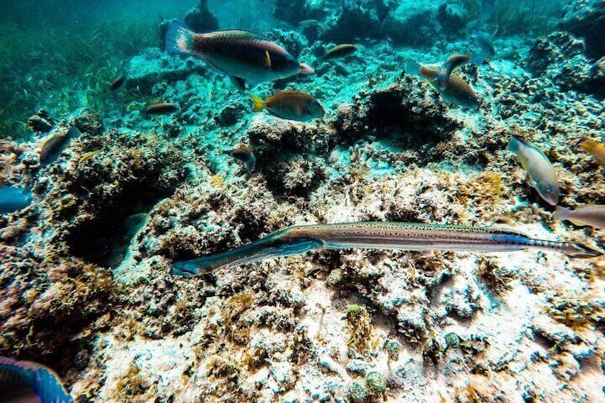 Snorkel Area