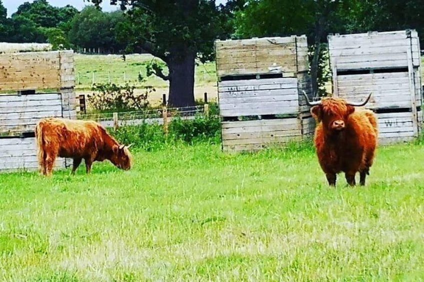 Our friends at Robertson farm in beauly the highland cows 