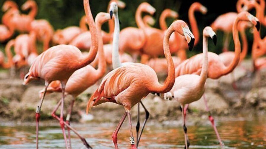 Bonaire Shore Excursion: The Bonaire Highlights Tour