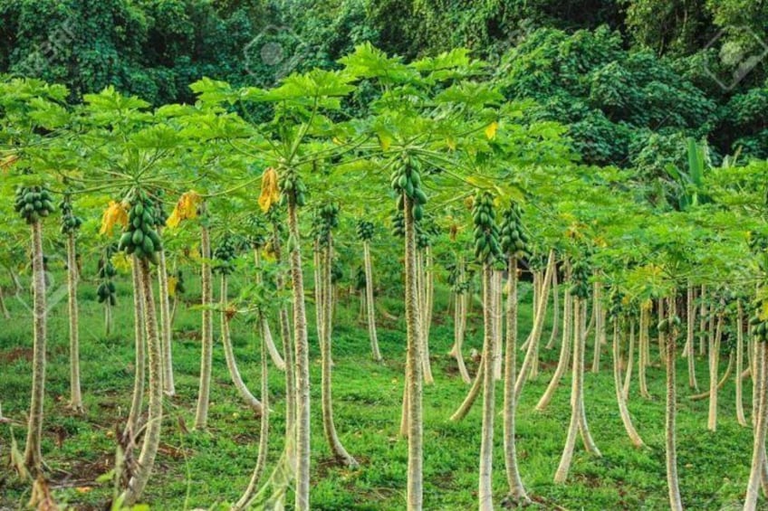 Faanui Valley Tropical Plantation