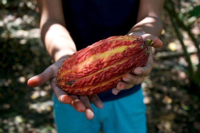 Cocoa farm and Chocolate making!