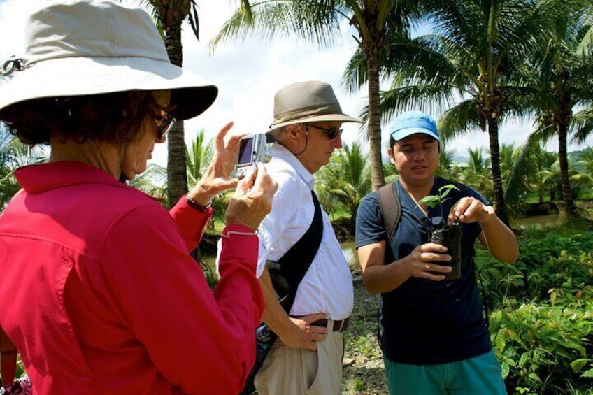 Cocoa farm and Chocolate making!