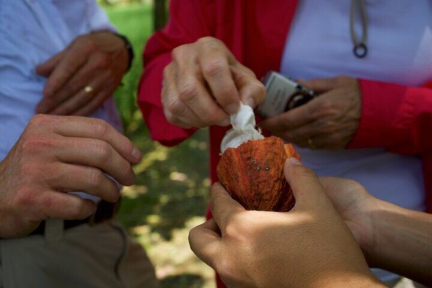 Cocoa farm and Chocolate making!