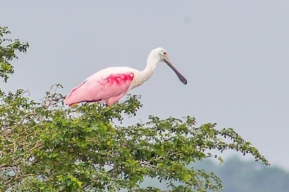 Birding by Boat Cruise at Crooked Tree Wildlife Sanctuary from Belize City