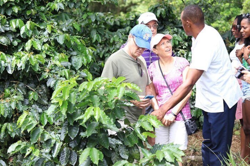 Coffee Plantation