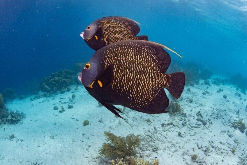 Bonaire Marine Park Snorkeling Excursion